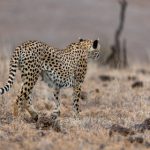 91国产在线明星AI换脸网站 co9aeh